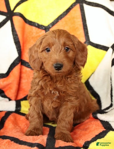 Gallery Image {{count}}