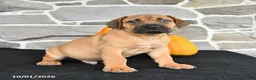 Mixed Breed dogs for sale: Sarge - Ad 4