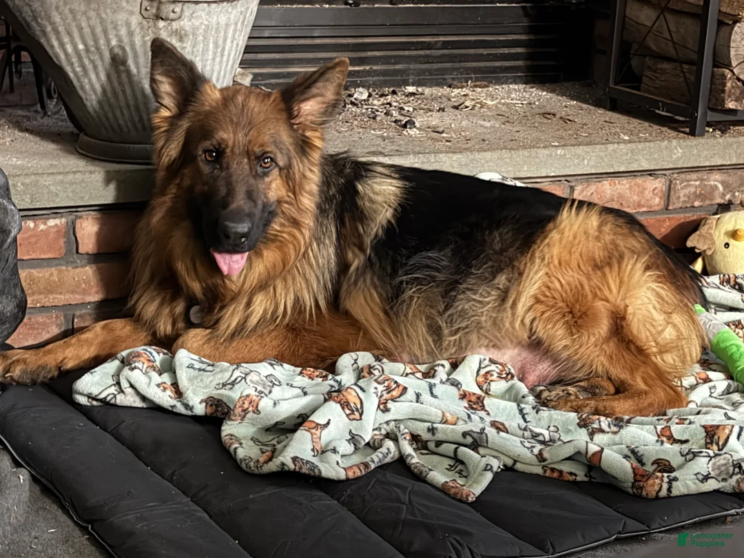 German Shepherd dogs for sale: Lh Champion bred import girl - Ad 16