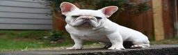 French Bulldog dogs for stud: Casper  - Ad 2