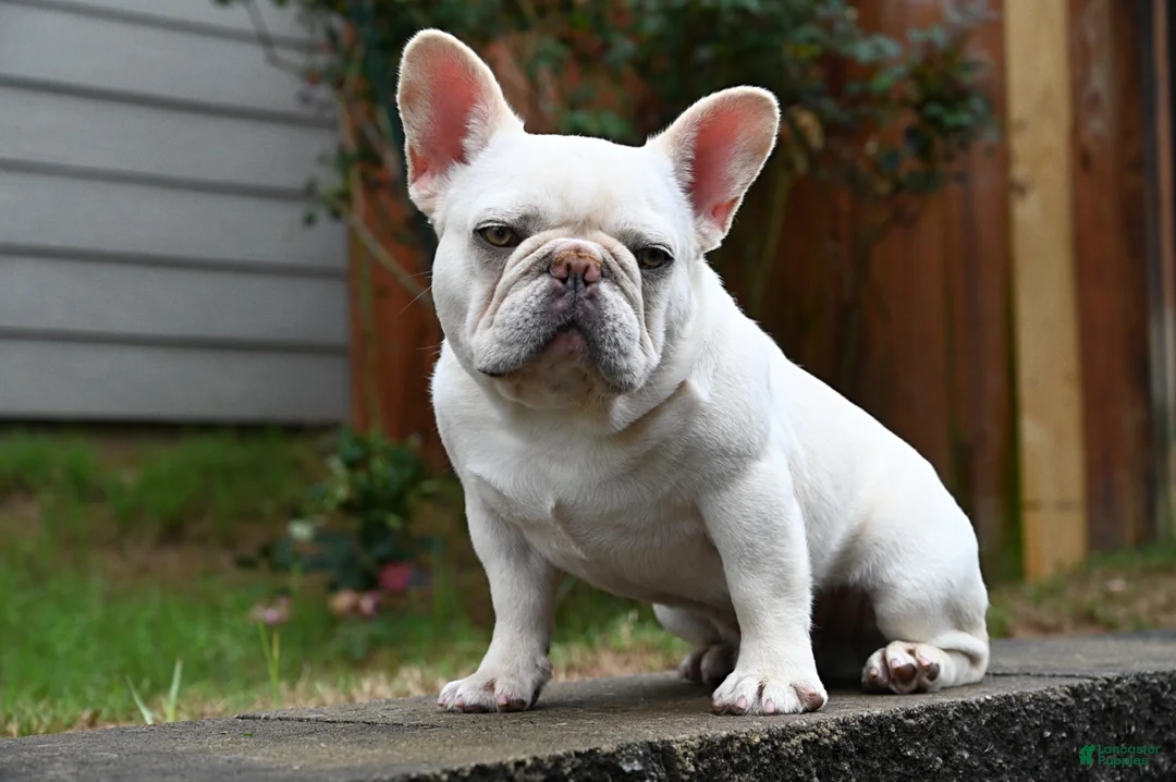 French Bulldog dogs for stud: Casper  - Ad 2