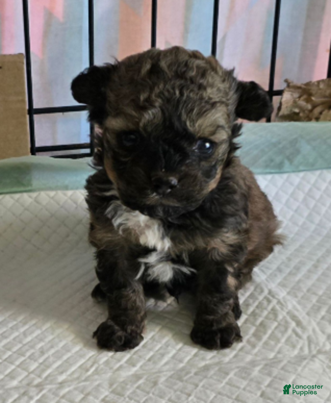 Standard Poodle dogs for sale: Tadpole - Ad 3