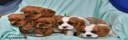 Cavalier King Charles Spaniel dogs for sale: Charlie - Ad 3