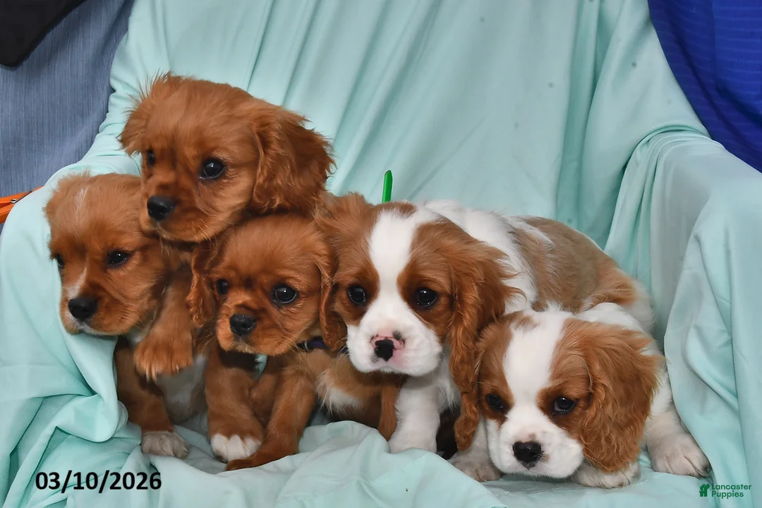 Cavalier King Charles Spaniel dogs for sale: Charlie - Ad 3