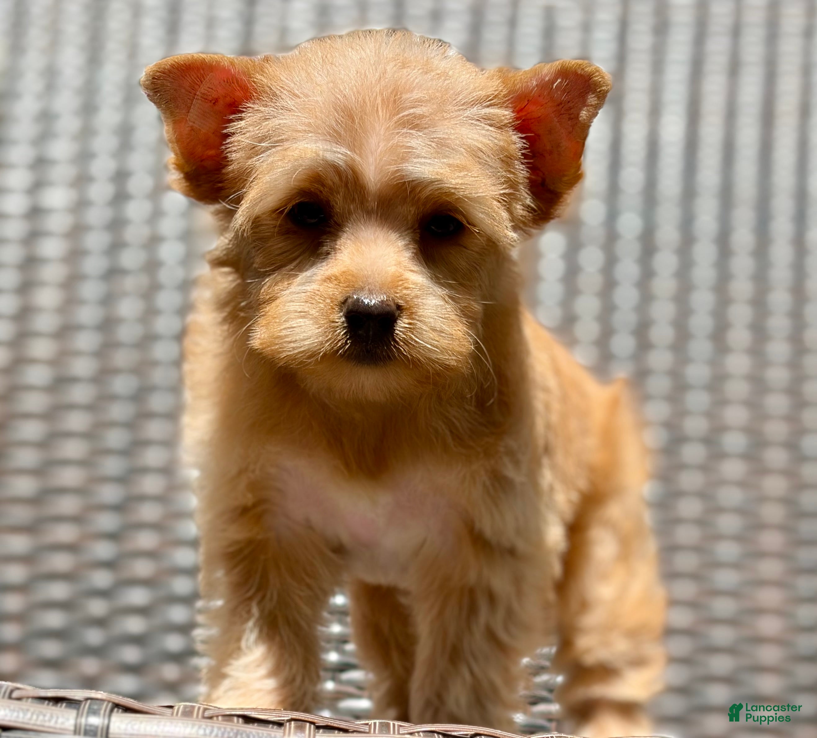 Yorkshire Terrier dogs for sale: Mia - Ad 2