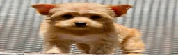 Yorkshire Terrier dogs for sale: Mia - Ad 1