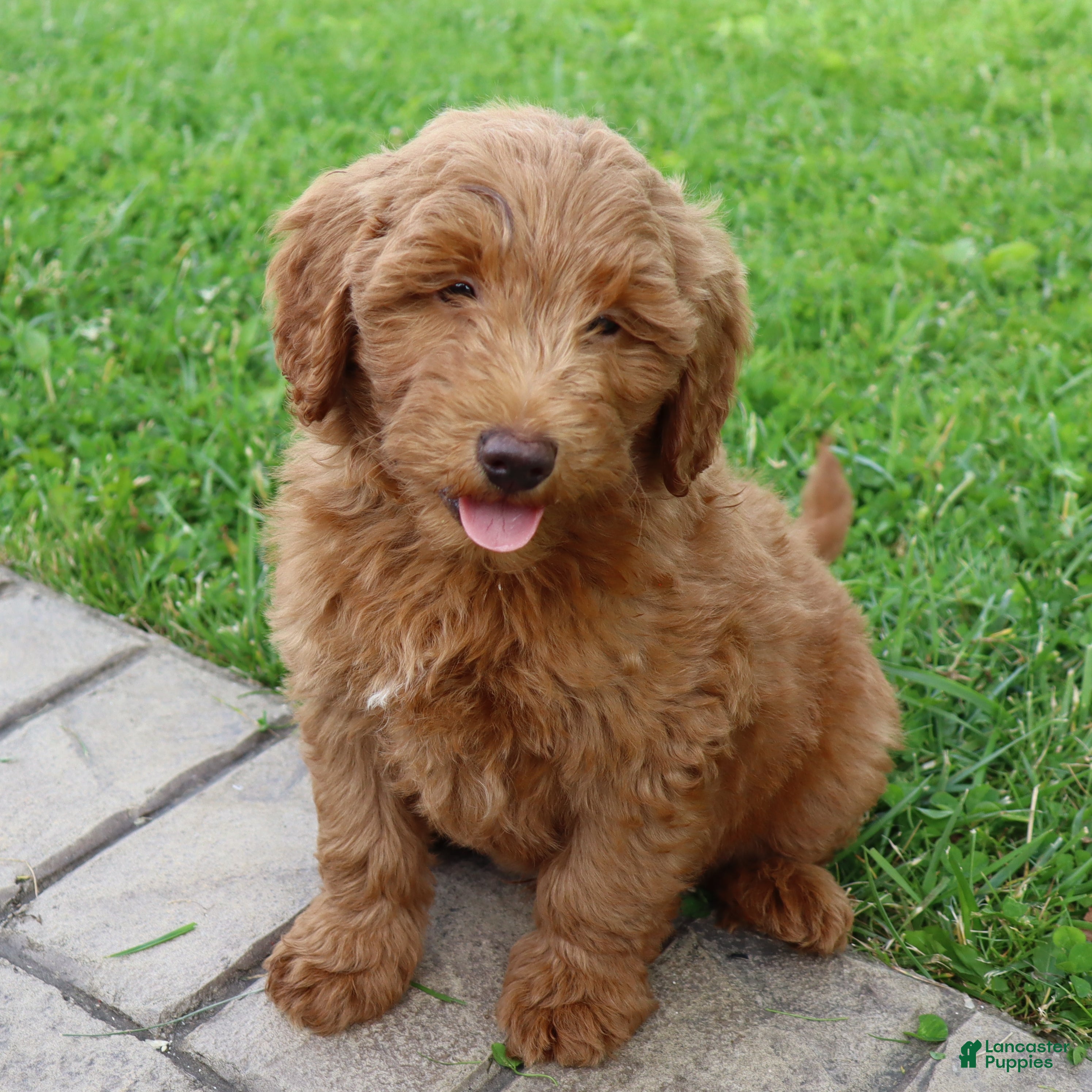 Mini Goldendoodle dogs Bruno - Ad 1