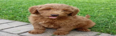 Bruno