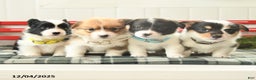 Welsh Corgi Pembroke dogs for sale: Frost  - Ad 4