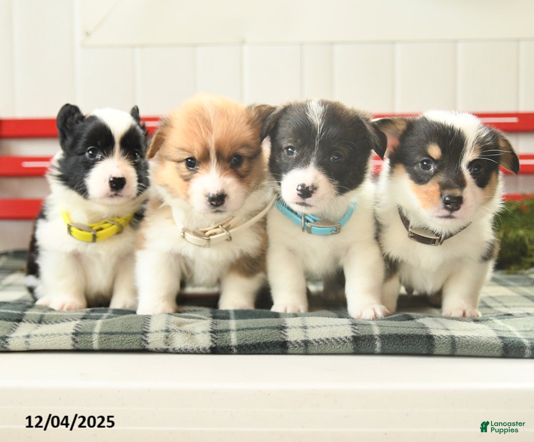 Welsh Corgi Pembroke dogs for sale: Frost  - Ad 4