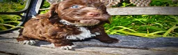 Havapoo dogs for sale: Coco - Ad 6