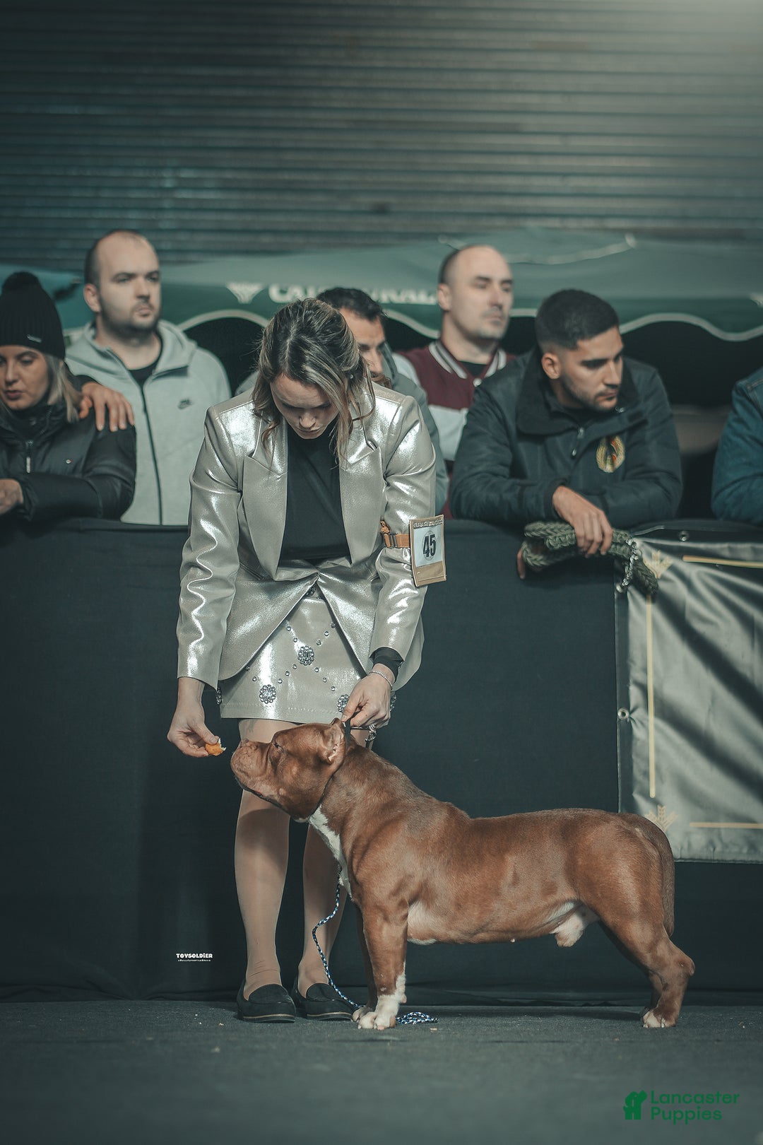 American Bully dogs for sale: ABKC Champion Maverick  - Ad 4