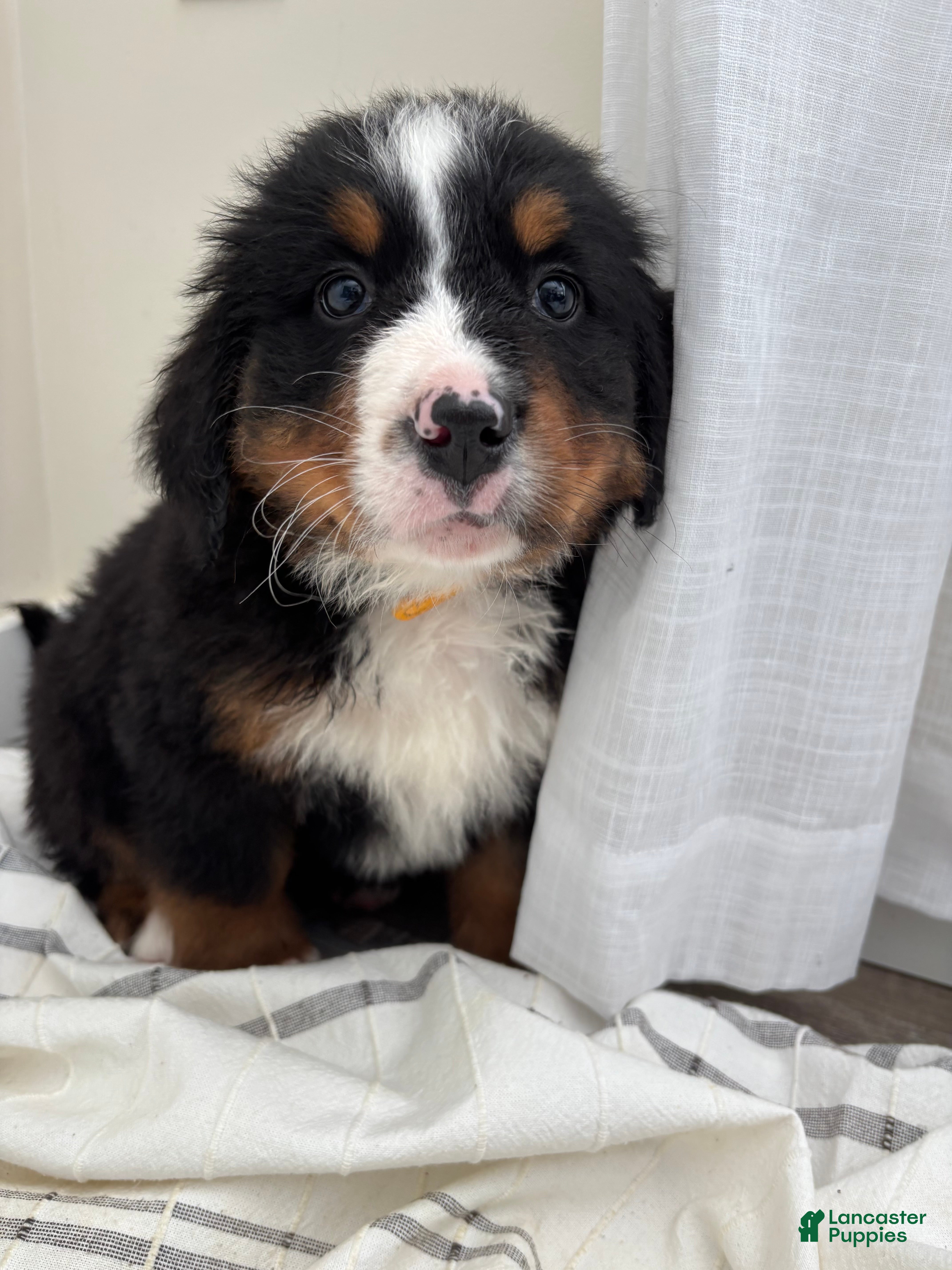 Bernese Mountain Dog dogs Kobe - Ad 42