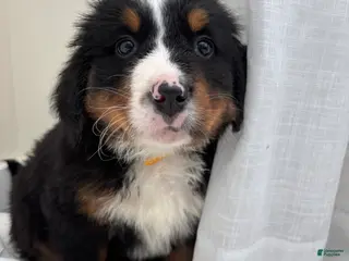 Bernese Mountain Dog dogs Kobe - Ad 42