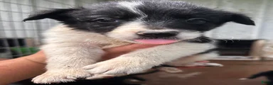 Border Collie 4