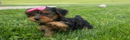 Yorkshire Terrier dogs for sale:  Betsy 🐶 - Ad 17