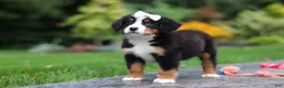 Bernese Mountain Dog dogs for sale: Dolly - Ad 5
