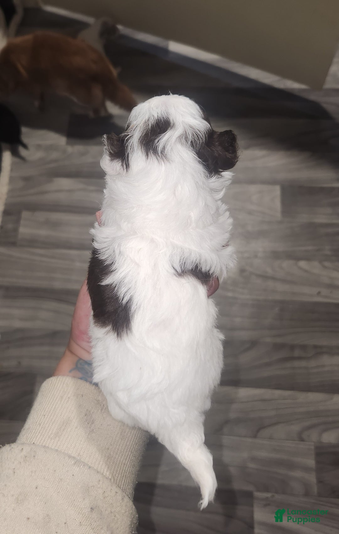 Chihuahua dogs for sale: Macadamia - Ad 4