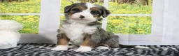 Mini Bernedoodle dogs for sale: Rowen - Ad 4