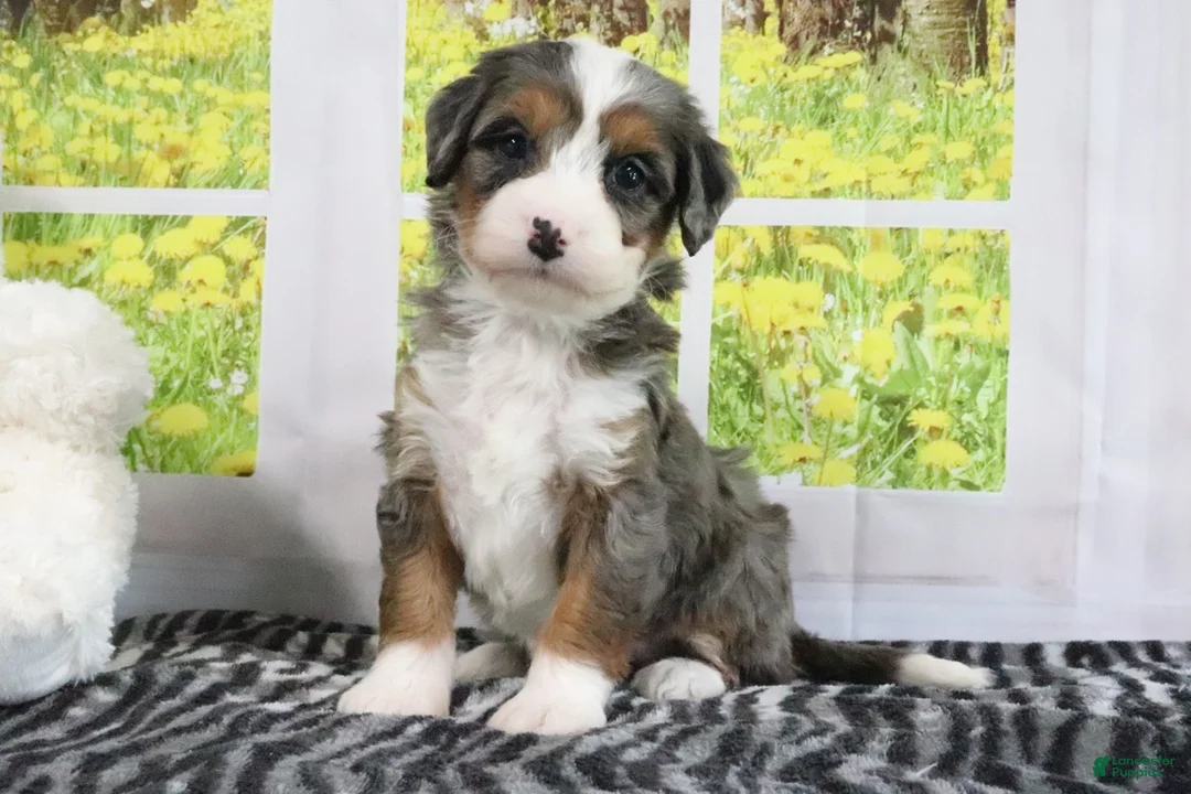 Mini Bernedoodle dogs for sale: Rowen - Ad 4