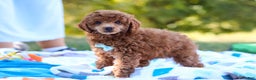 Miniature Poodle dogs for sale: Winston - Ad 6