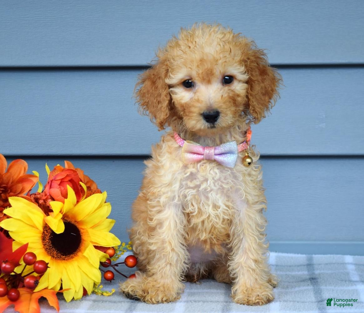 Goldendoodle dogs Olivia - Ad 1