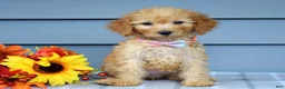 Goldendoodle dogs for sale: Olivia - Ad 1
