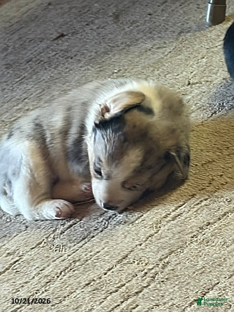 Mixed Breed dogs Molly - Ad 2