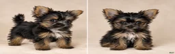 Yorkshire Terrier dogs for sale: Siobhan - Ad 1