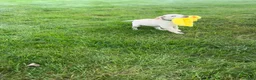 Labrador Retriever dogs for sale: Honey - Ad 23