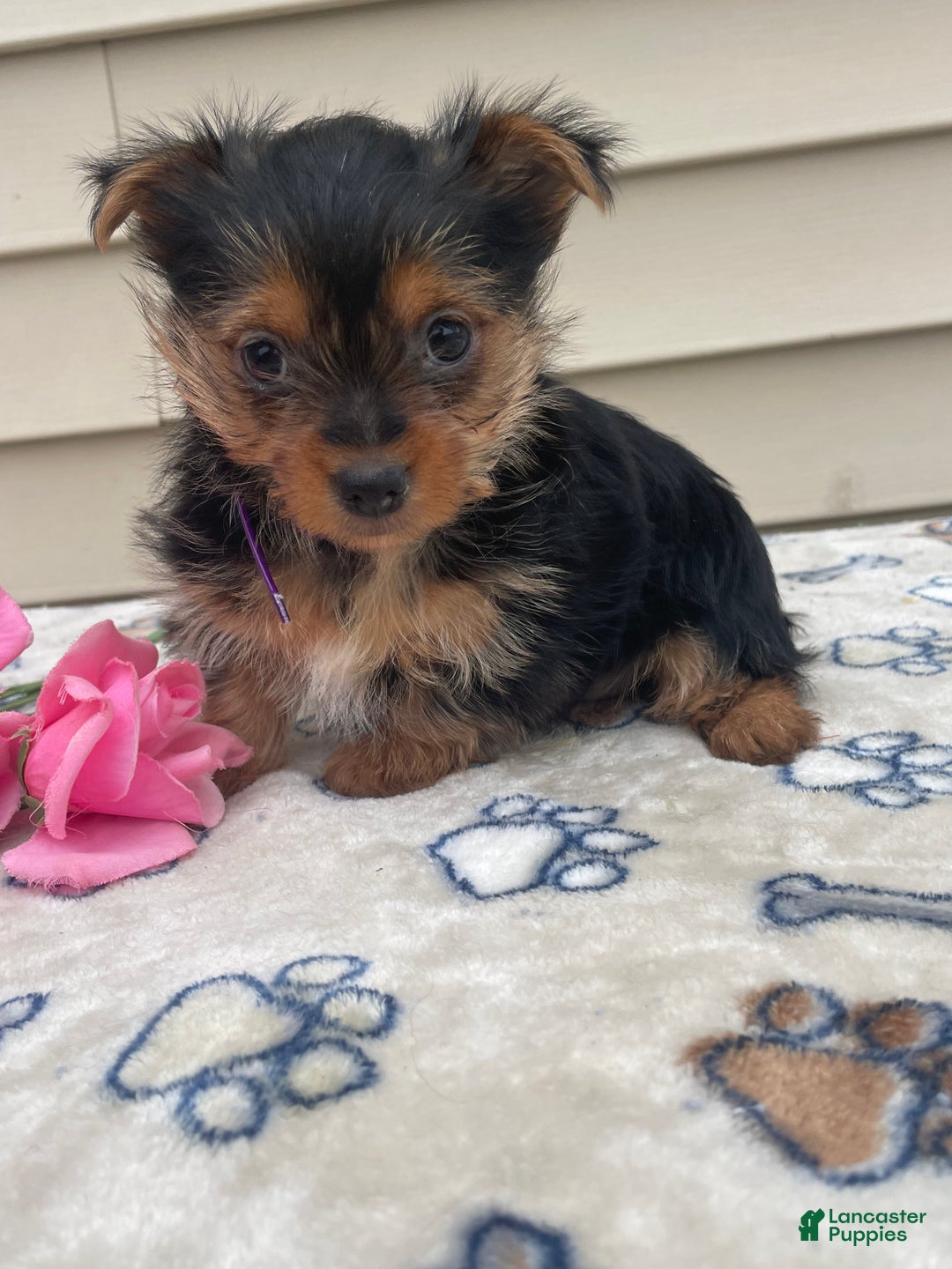 Yorkshire Terrier dogs for sale: Scarlet - Ad 3