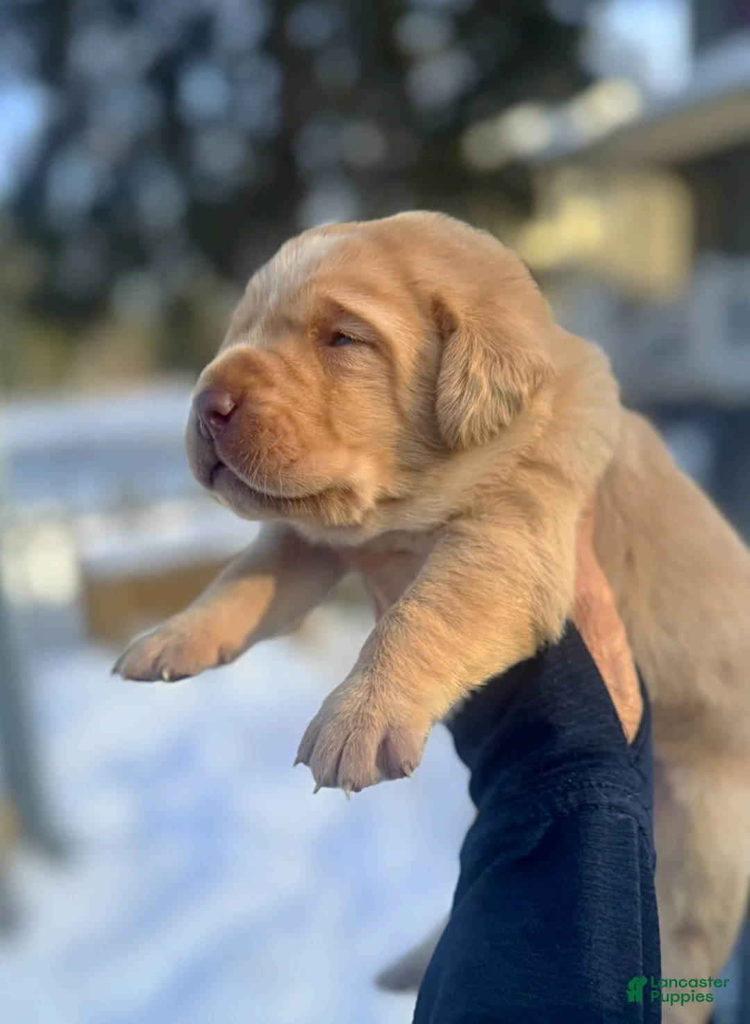 Labrador Retriever dogs for sale: Labrador Retriever Puppy 2 - Ad 14