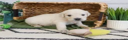 Golden Retriever dogs for sale: Colorado  - Ad 1