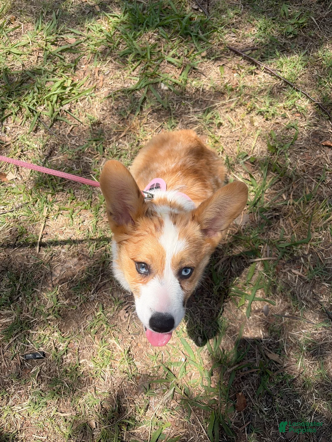 American Corgi dogs for sale: Max - Ad 1