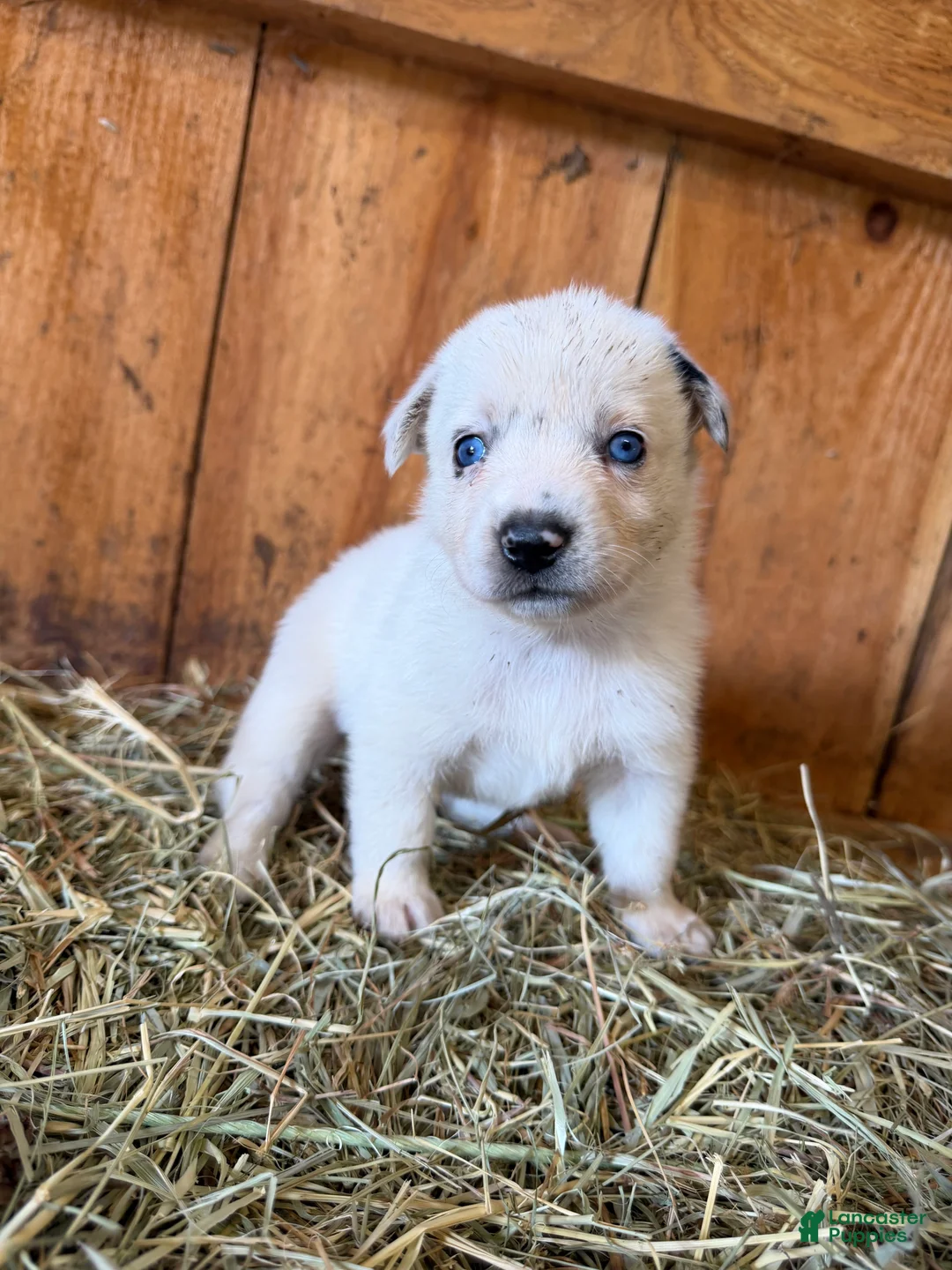 Mixed Breed dogs for sale: Luna - Ad 1