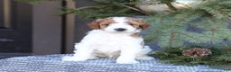 Goldendoodle dogs for sale: Asher - Ad 4