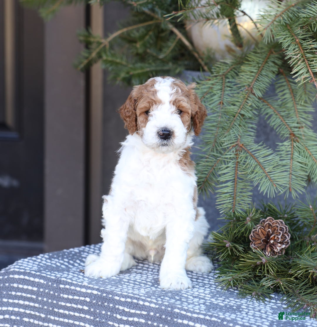 Goldendoodle dogs for sale: Asher - Ad 4