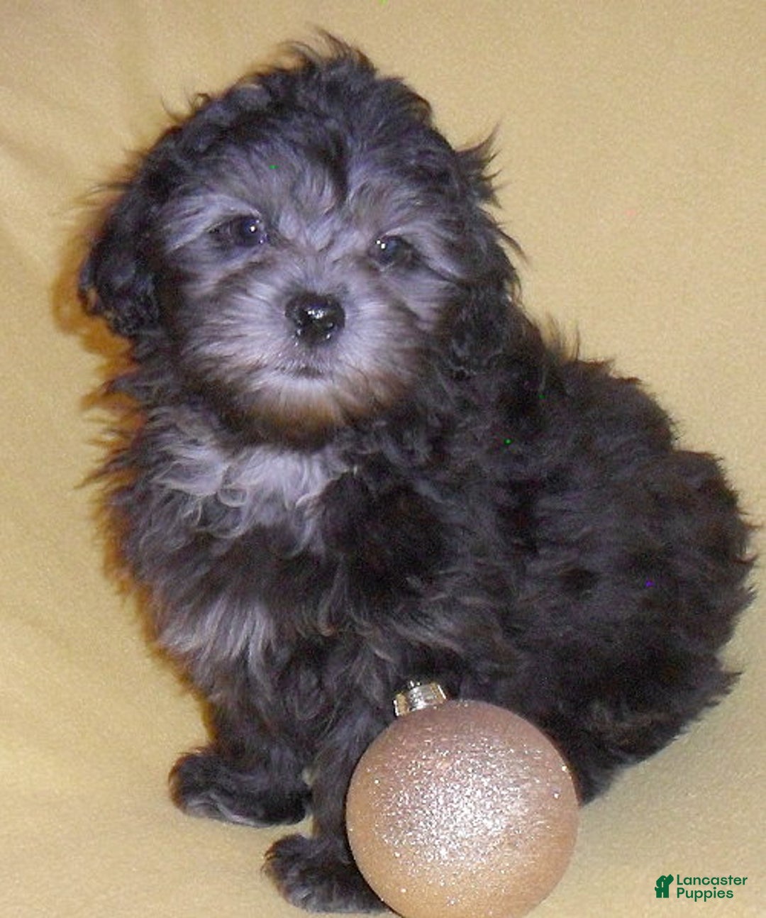 Shihpoo dogs for sale: Shadow - Ad 6