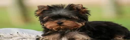 Yorkshire Terrier dogs for sale: Damon Yorkshire Terrier  - Ad 5