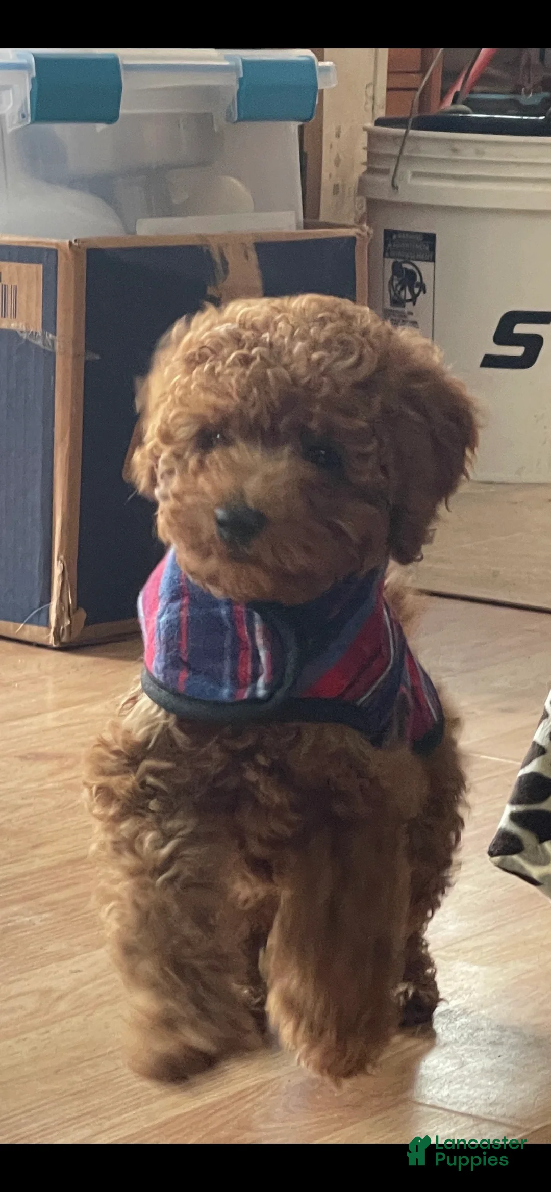 Mini Goldendoodle dogs for sale: Red Male Mini Goldendoodle - Ad 5