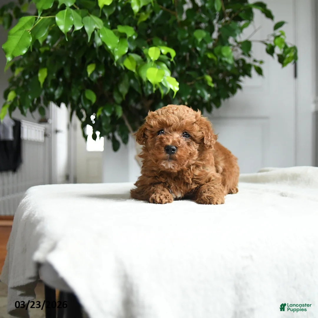 Miniature Poodle dogs for sale: Jack  - Ad 1