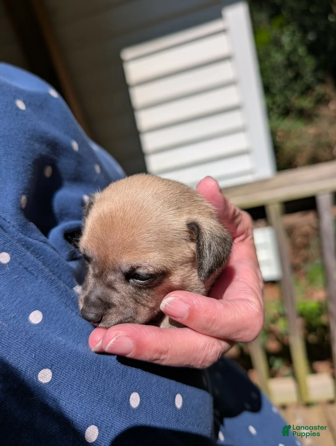Mixed Breed dogs for sale: Savannah  - Ad 2