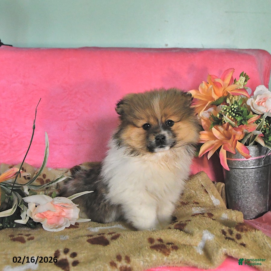 Pomeranian dogs Teddy - Ad 1