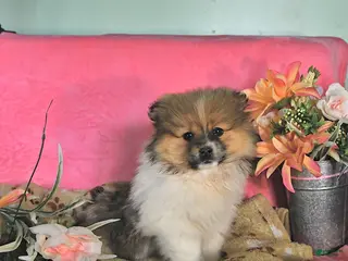 Pomeranian dogs for sale: Teddy - Ad 3
