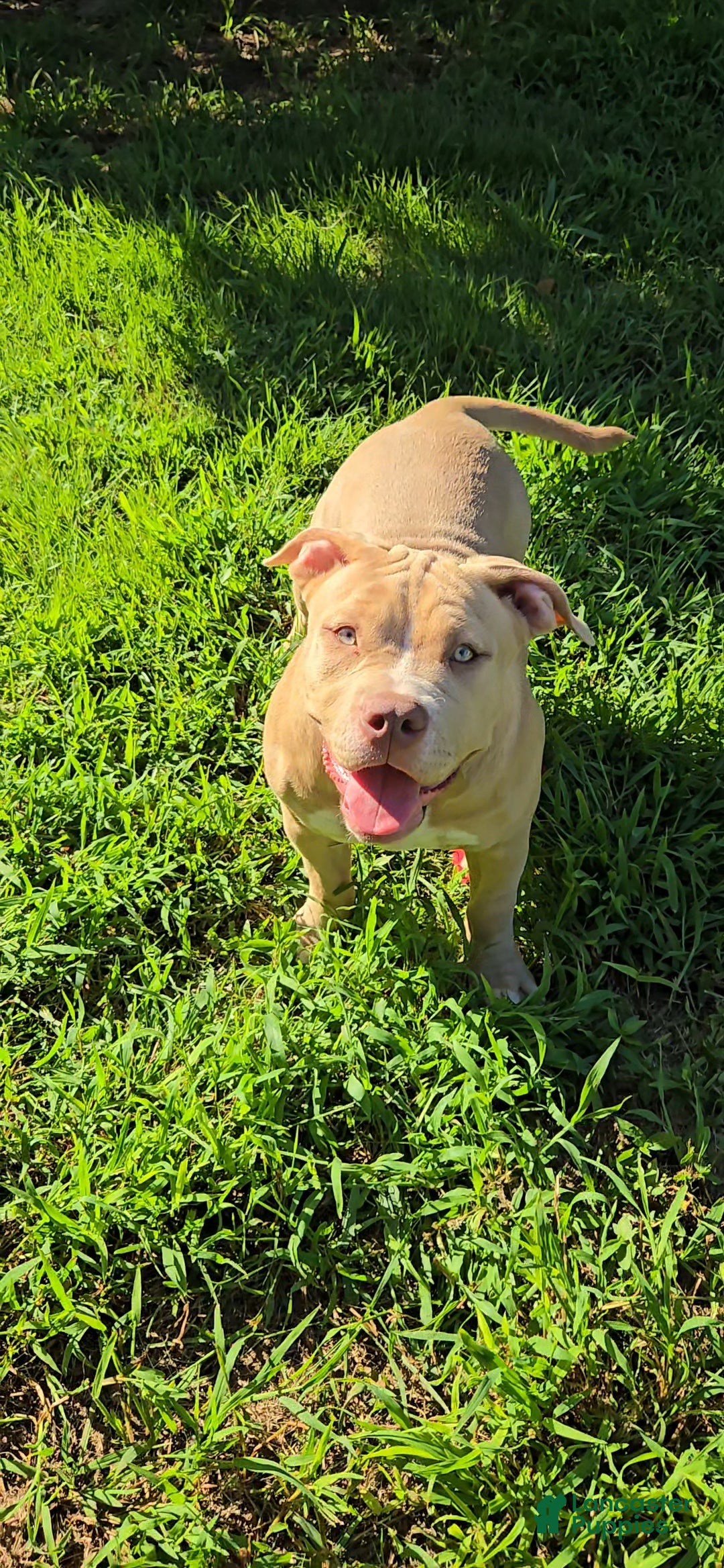 American Bully dogs Honey - Ad 2