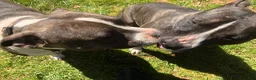 American Staffordshire Terrier dogs for sale: American Staffordshire Terrier 2 - Ad 20
