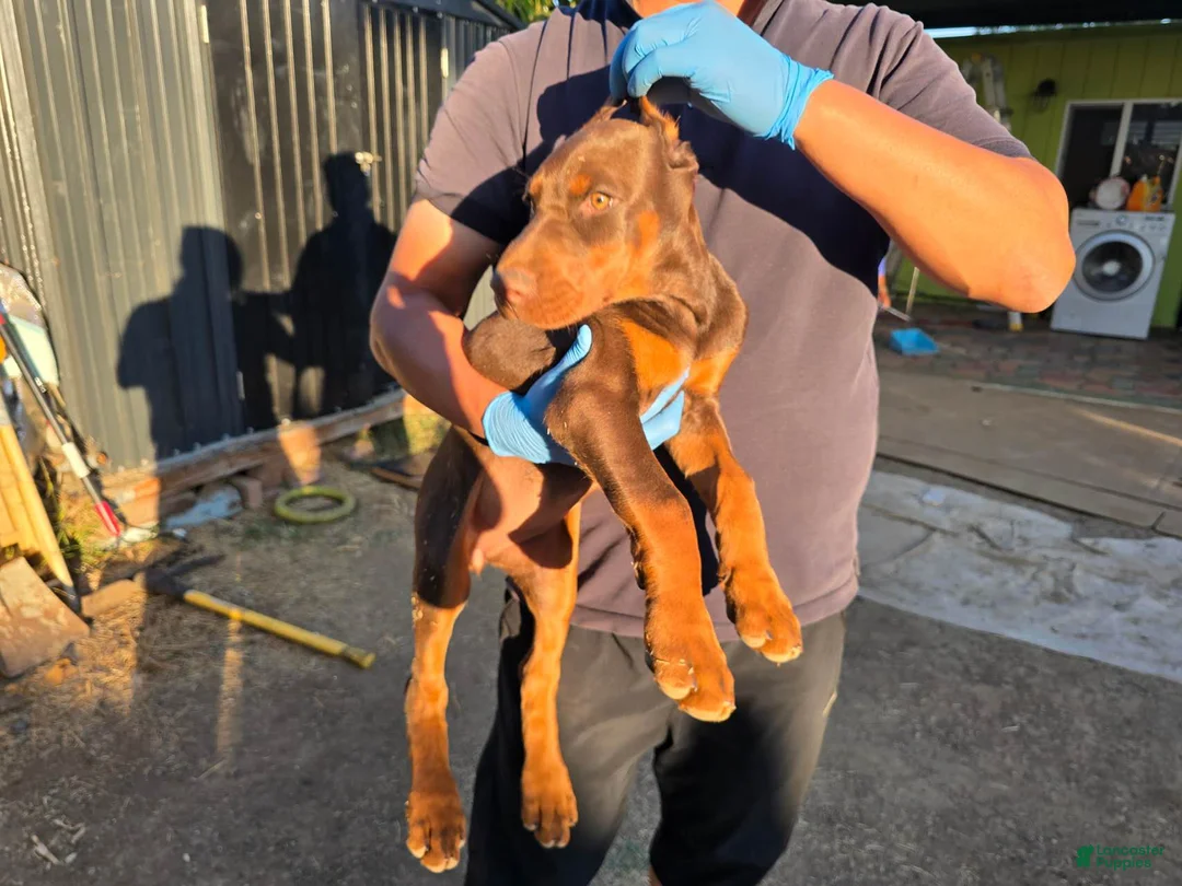 Doberman Pinscher dogs for sale: Doberman Pinscher Puppy 5 - Ad 2