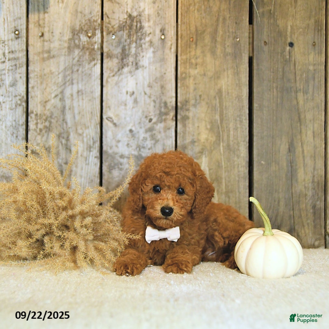 Toy Poodle dogs for sale: Robbi GENETIC TESTED - Ad 5
