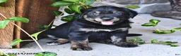 Mixed Breed dogs for sale: Tillie - Ad 2