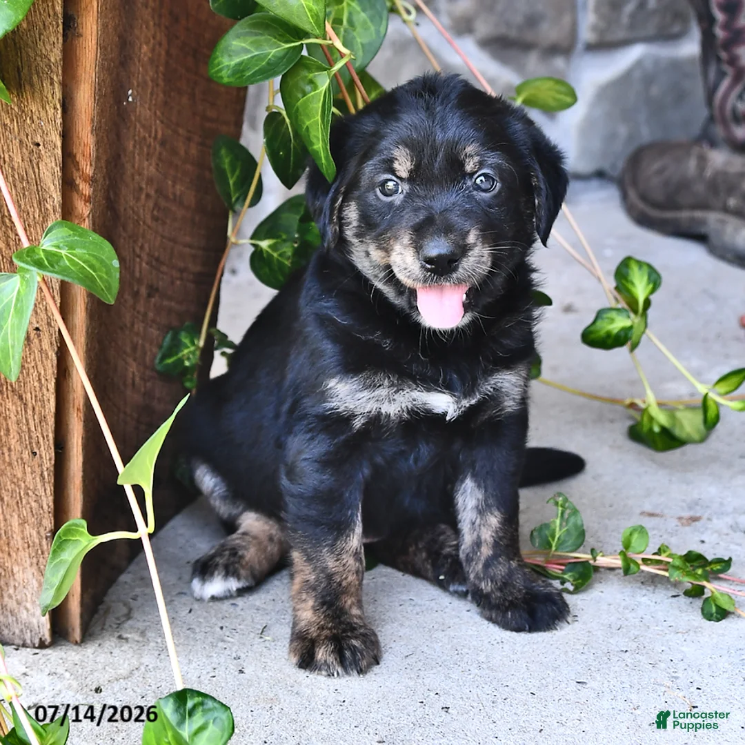 Mixed Breed dogs for sale: Tillie - Ad 2